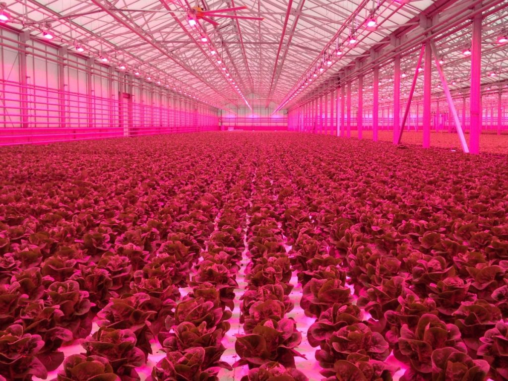 $2.4 Million Cornell-led Project Explores the Viability of Indoor Agriculture