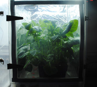 Can far-red light improve plant growth?