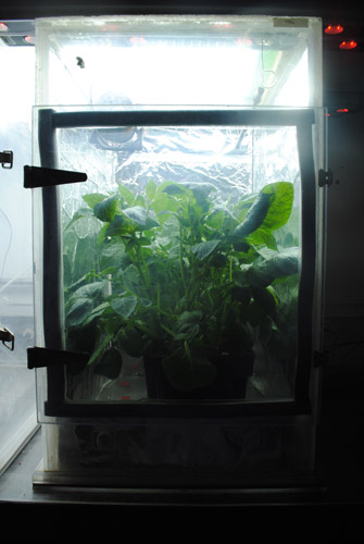 Both greenhouse and field crops, including potato, experienced an increase in photosynthetic rate when exposed to far-red light.