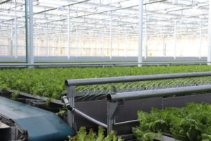 Greenhouse interior view