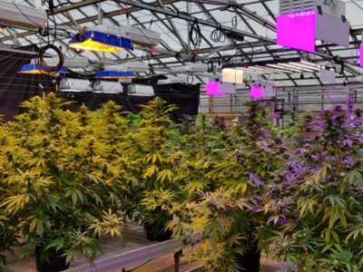 What impact does supplemental light have on hemp production?