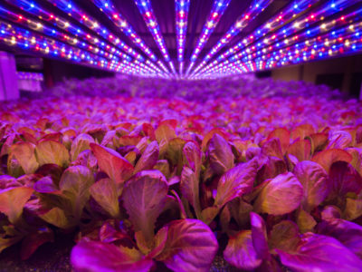 Will more controlled environment growers choose the public route?