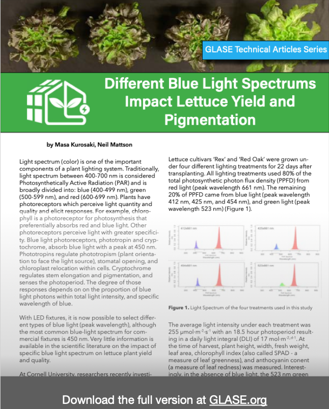 Different Blue Light Spectrums Impact Lettuce Yield and  Pigmentation