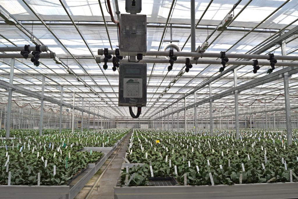 GLASE is working to develop a greenhouse energy-efficiency database and benchmark tool to increase growers’ profits