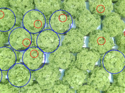 Is it possible to grow a quality lettuce crop without entering the greenhouse?