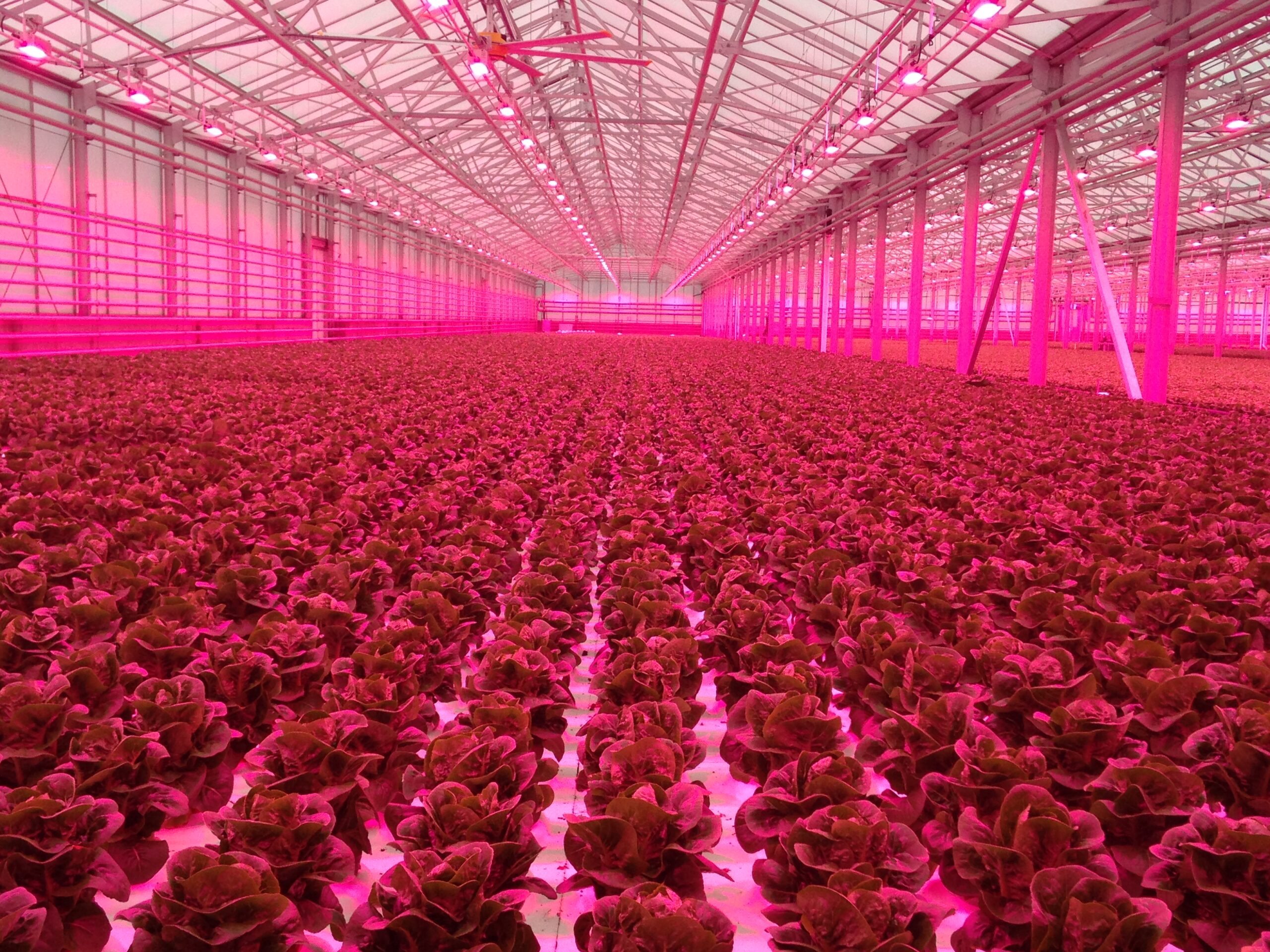 Photo 2, NeilMattson LED lettuce greenhouse, Photo courtesy of Neil Mattson, Cornell Univ.