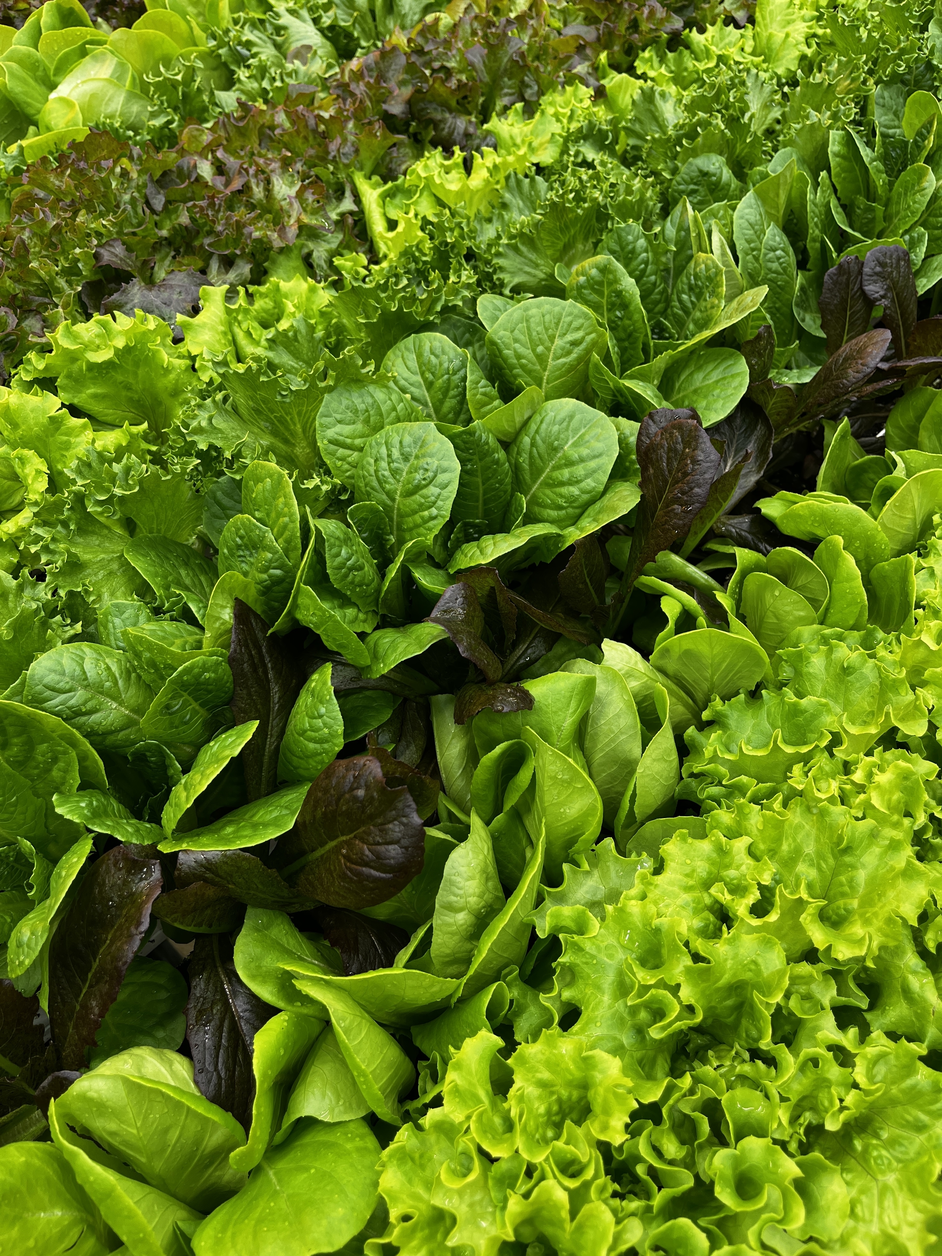 USDA NIFA Funds New GLASE Technology Transfer Project